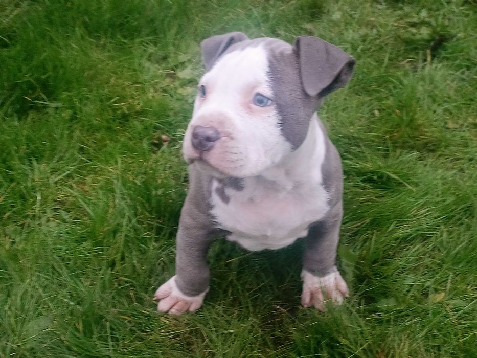 amstaff suczka polecam