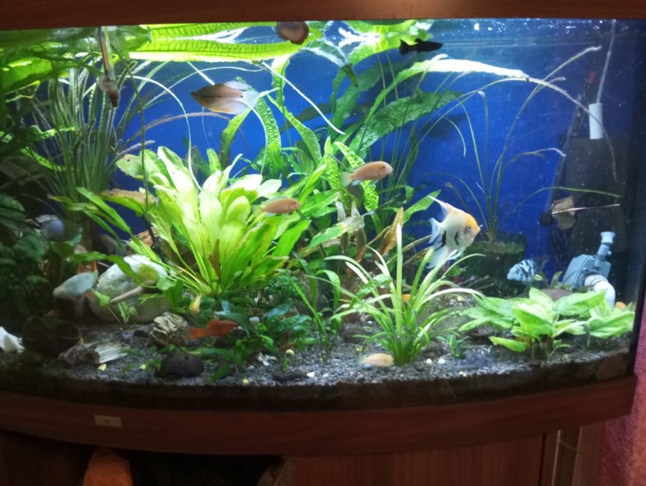 Акваріум.діючий з усім