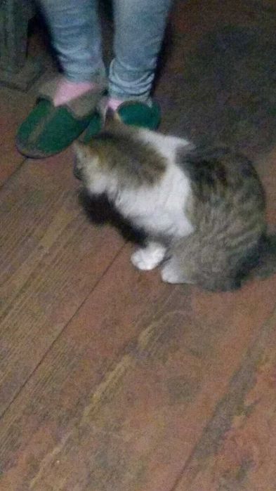 Загубився кіт Малин. Допоможіть знайти.