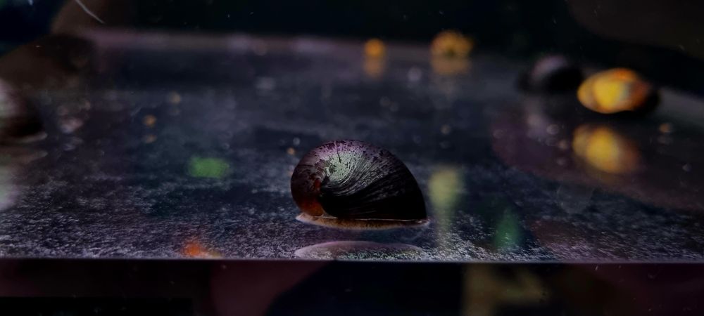 Ślimak helmet zjada glony