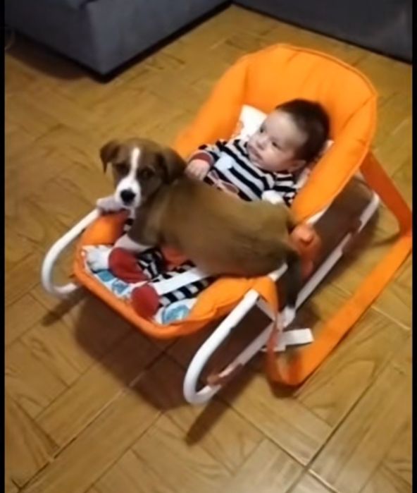 Procura-se um novo lar para o Zeus