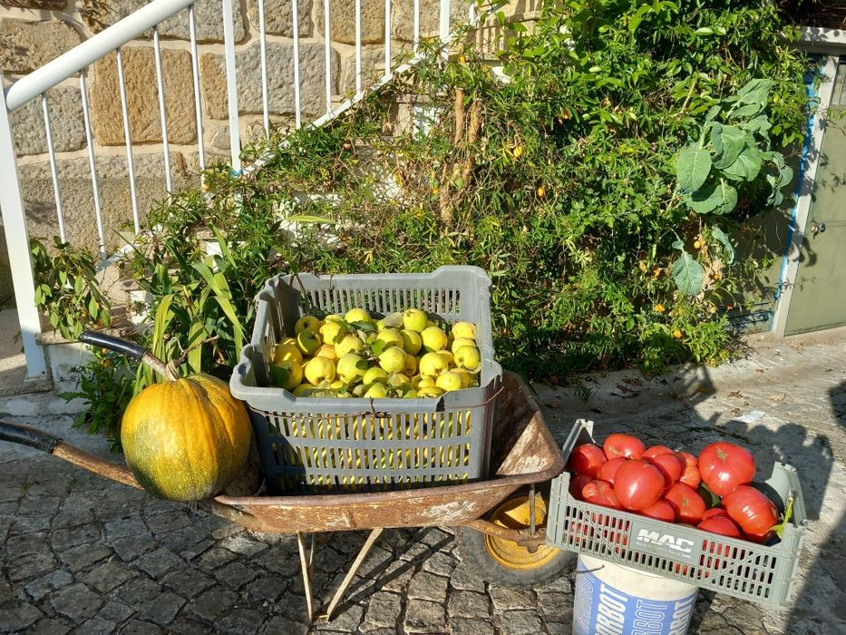 Doces caseiros  de fruta biológica