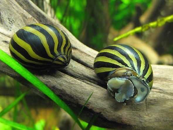 Ślimak neritina zebra