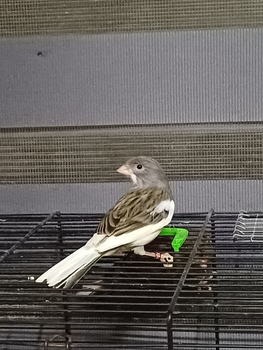 Kanarek samiec biało- grafitowy