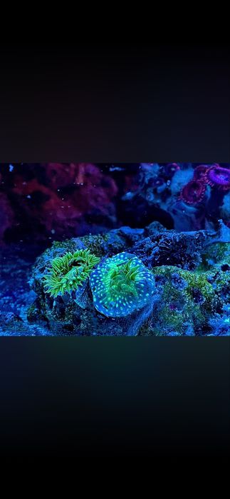 Anemone green koralowiec