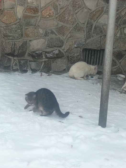 Котики шукають будинок