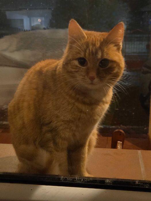 Bolek i Lola, dwa rude kociaki