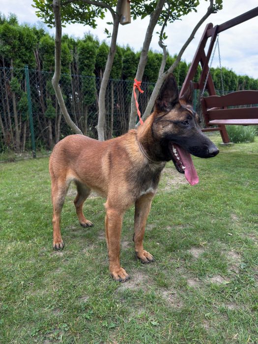 Owczarek belgijski