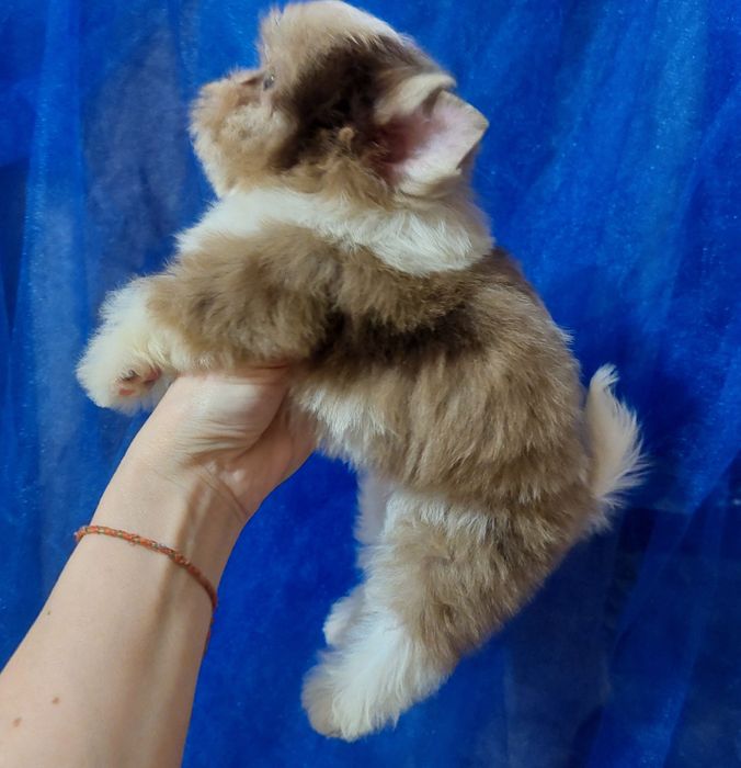 Мальчик бивер йорк ,будет до 2 х кг