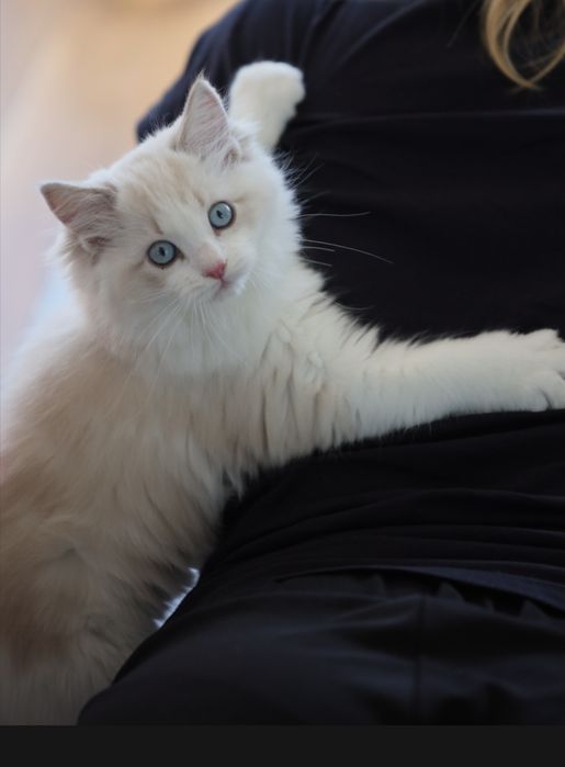 Ragdoll kotka bicolour