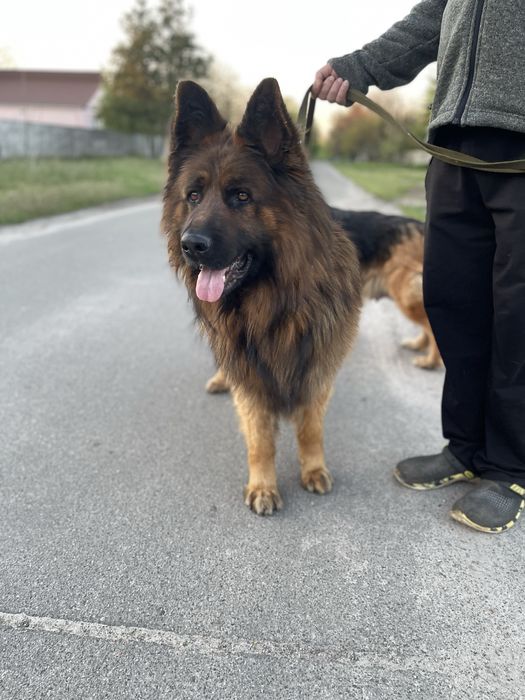 Німецька вівчарка