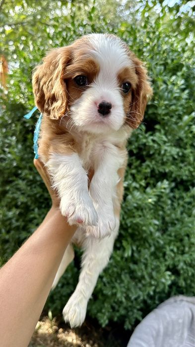 Кавалер Кінг Чарльз Спаніель