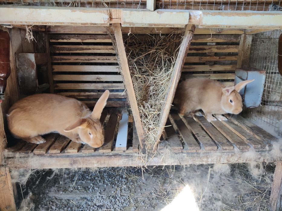 Кролі кролики бургунці