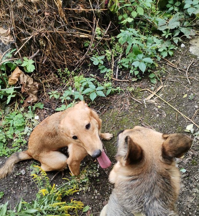 Помощь переселенцам в передержке.