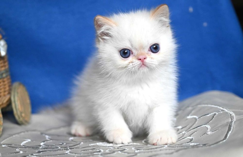 Екзотичний хлопчик Біллі