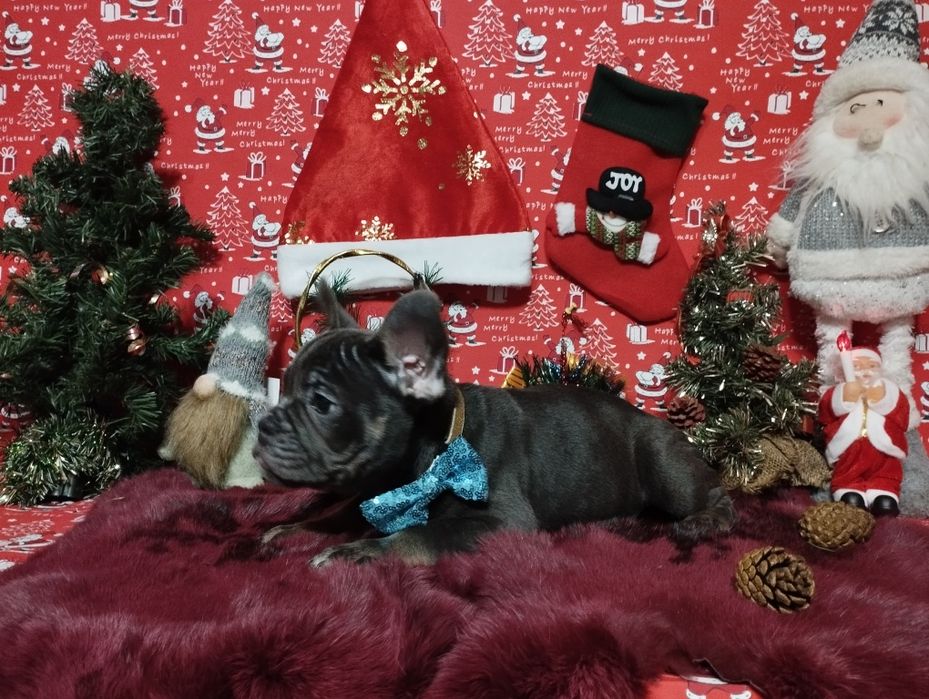 Шикарный парень с пакетом документов. Доставка по Украине и Европе.