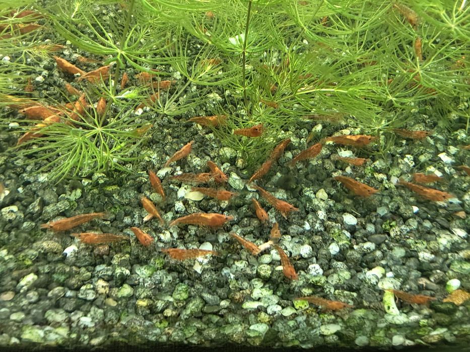 Krewetki Red Cherry