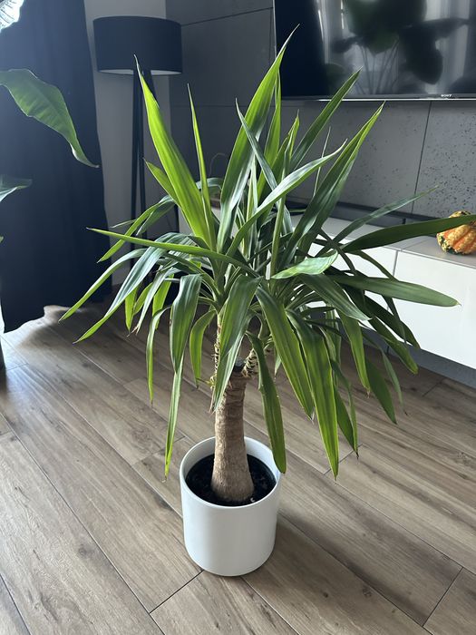 Juka w doniczce 108cm