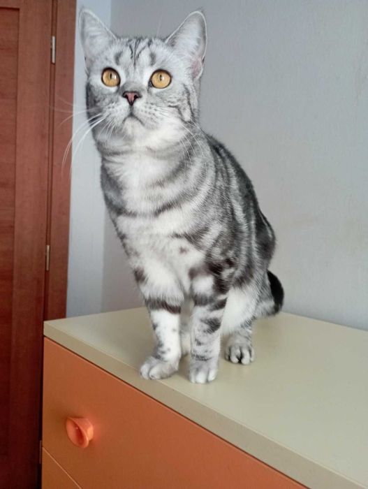 Шотоандець прямовухий стирилізований картка клуба родовіД WCF