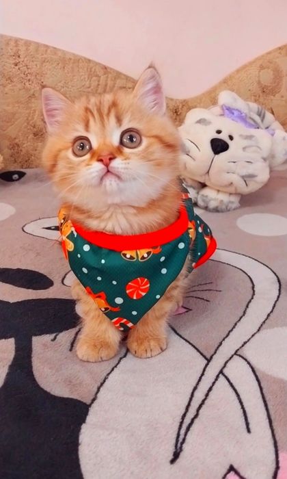 Золота тігрулька Неймовірно лагідна дівчинка