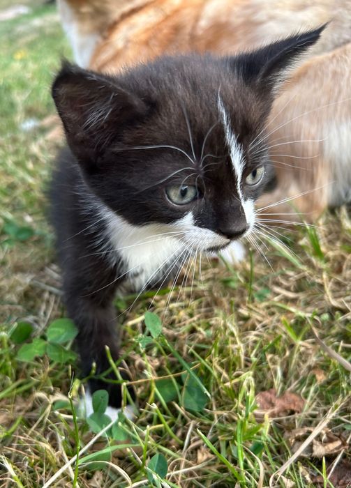 Кошенята шукають дім