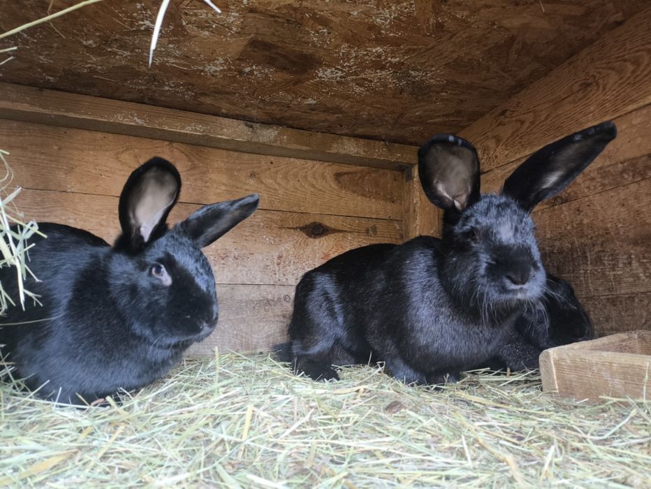 Króliki z własnego chowu nowozelandzkie samiec samice młode