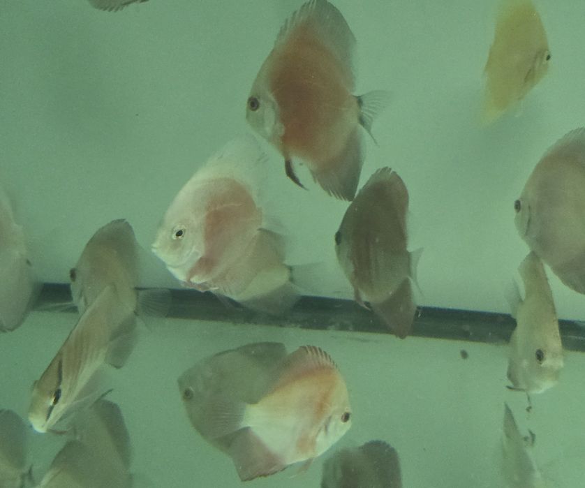 Pack 5 discus  7 9 cm por apenas 150€