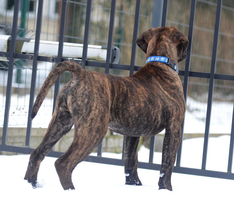 Presa/ dogo canario / dog kananryjski ZkwP FCI