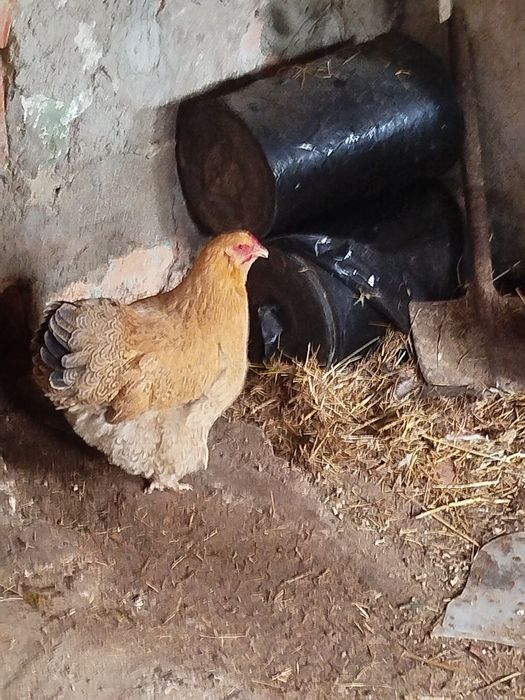 Vendo galinha da raça orpington