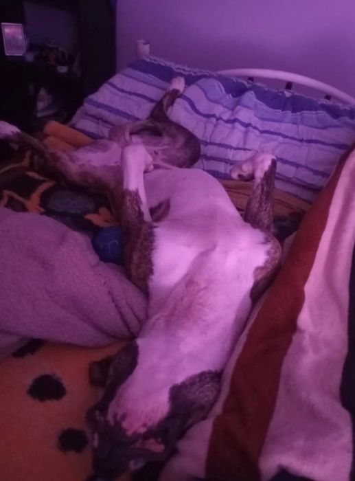 Adoção Responsável - Cão