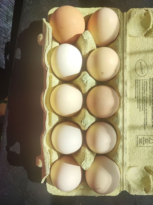 Jajka, jaja wiejskie, wolny wybieg