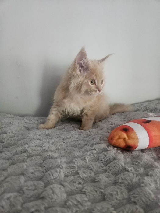 Maine Coon kremowy kocur