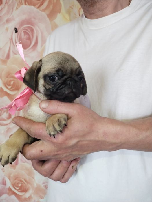 Шикарная девчонка с документами клуба УКФ