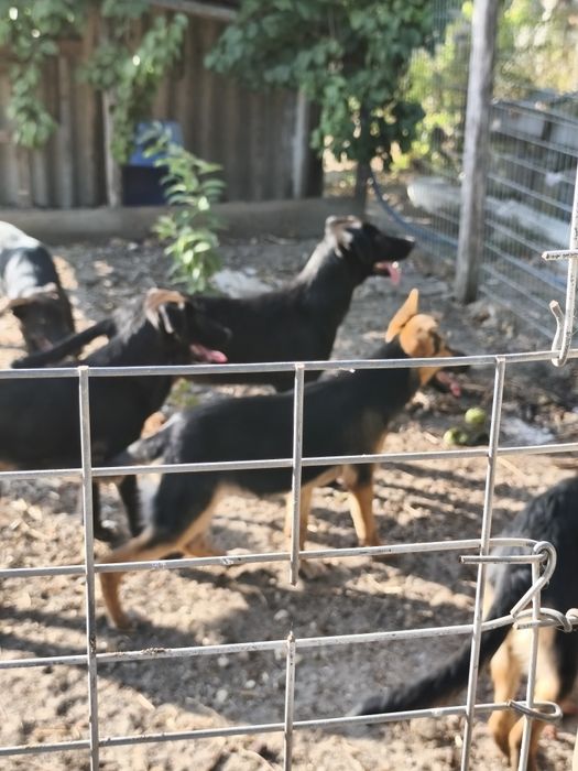 Cães para doar/ 2 machos / 1 fêmea