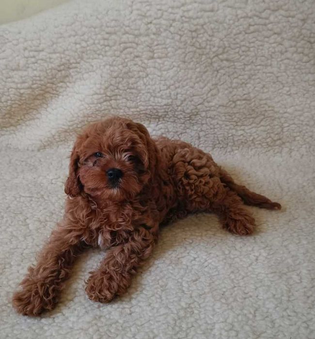 Cavapoo śliczna suczka