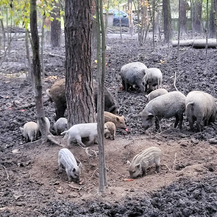 Поросята, Свині, Кабани.