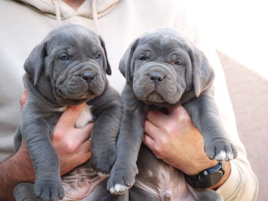 Кане Корсо 1,5-2,5 місяці