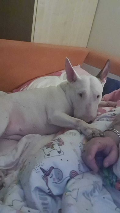 Oddam Bulteriera. Bulterier szuka domu. Adopcja bulteriera.