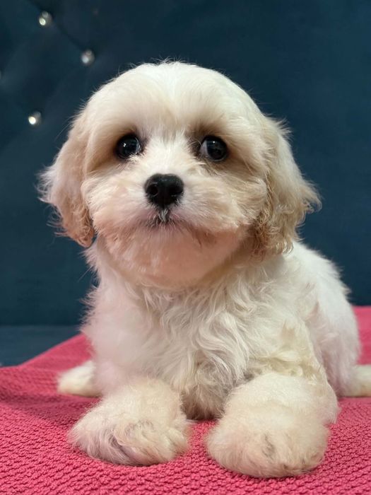 Cavapoo w nietypowym ubarwieniu