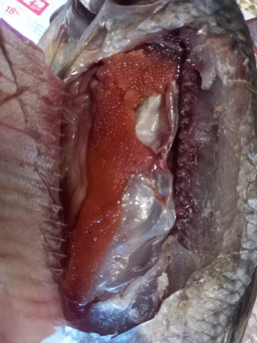 Плотва  ,тарань, малосольна