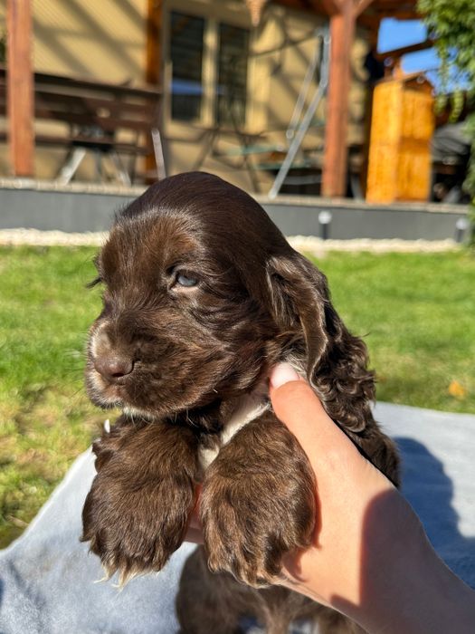 Cocker spaniel angielski czekoladowy