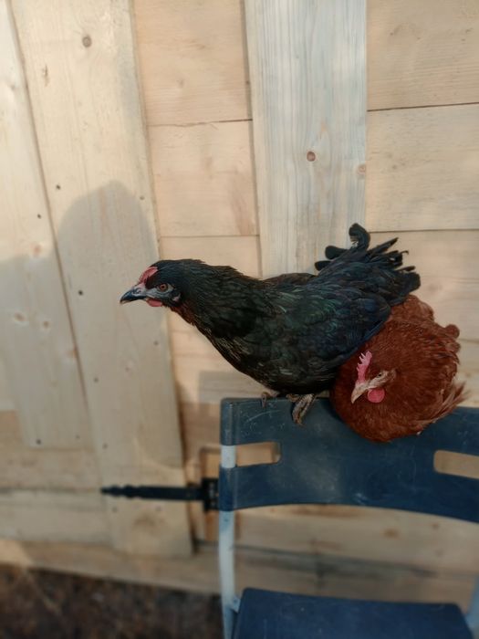 Kury nioski.   Sprzedam różne ras 20 21 22tyg.