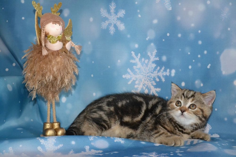 Лагідна кіцуня для вас