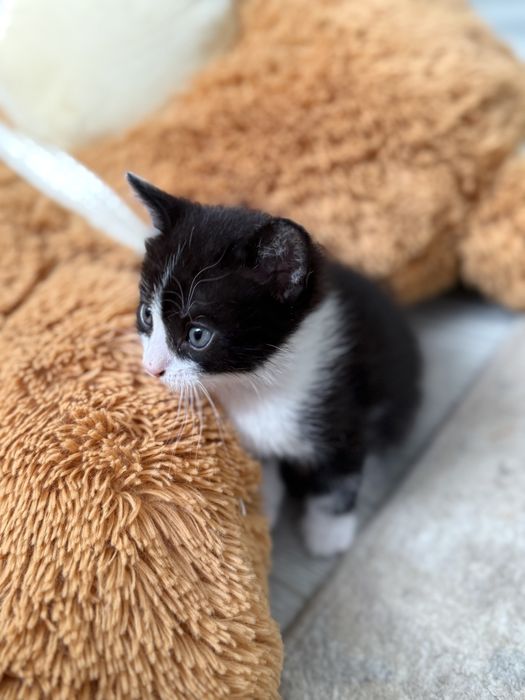 Отдам котят в хорошие руки