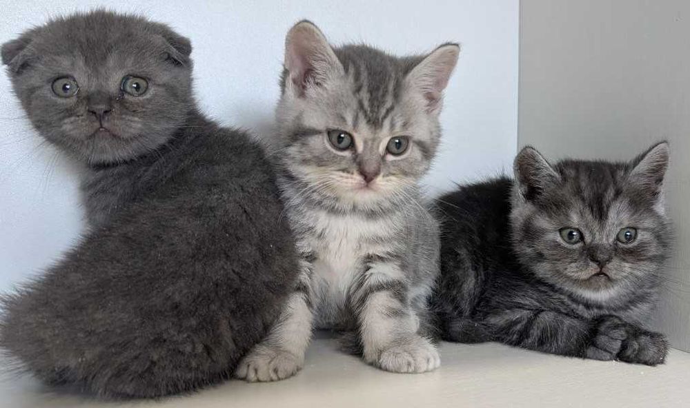 Муркотунчики кошенятка