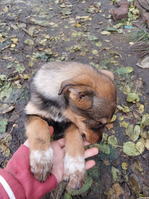Шукаємо сім'ю найкращому песику другу