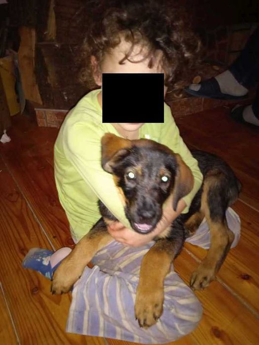 szczeniak labrador owczarek pies w dobre rece