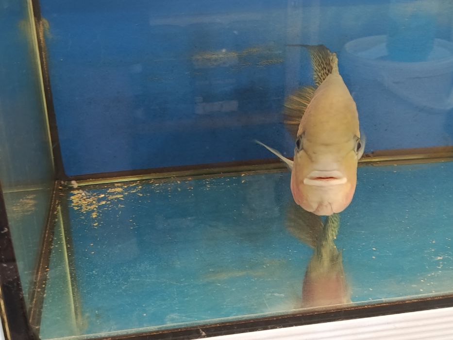 Vieja macho 30cm