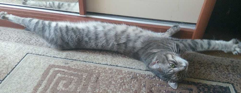 Трирічний Джонні шукає наречену