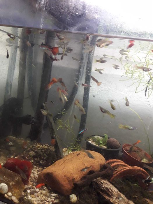 Comunidade  só Guppys   total de mais 50 animais